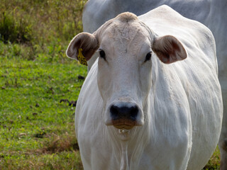 Wall Mural - Nellore, bovine originating in India and breed representing 85% of Brazilian cattle for meat production.