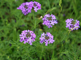 Sticker - Purple Prairie Verbena 