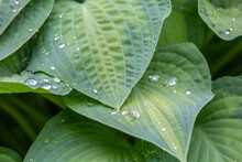Drops Of Water On Hosta Leaves