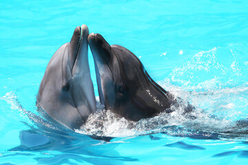 Wall Mural - Dolphins swim in the blue water of the pool