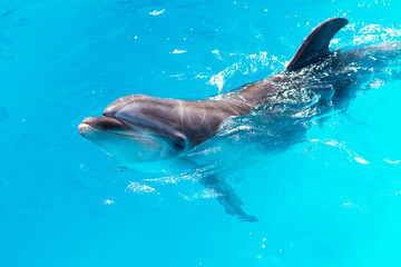 Wall Mural - dolphins swim in the pool close-up