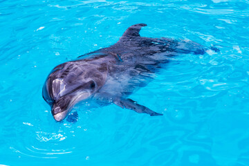 dolphins swim in the pool close-up