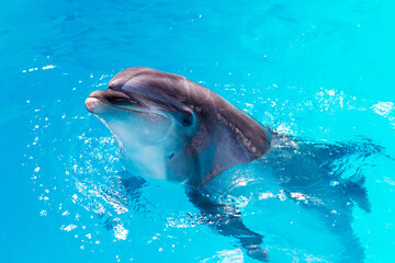 dolphins swim in the pool close-up