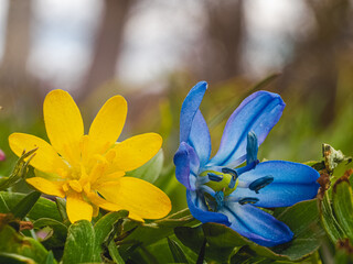 Wall Mural - Blue and yellow flowers in the grass