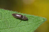 Fototapeta  - A click beetle Athous haemorrhoidalis in the genus Athous on a leaf in spring in a Dutch garden. Family Elateridae.