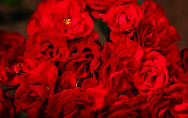 closeup of red rose