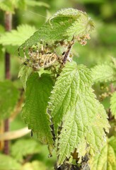 Wall Mural - The spider walks on a sprig of nettle