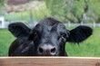 Black angus cow peeking over fence in Colorado, USA