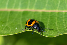 A Swamp Milkeweed Leaf Beetle Skitters Along The Edge Of A Nice Green Leaf.
