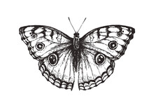 Vector Vintage Illustration Of Butterfly In Engraving Style. Hand Drawn Sketch Of Nymphalid Isolated On White.