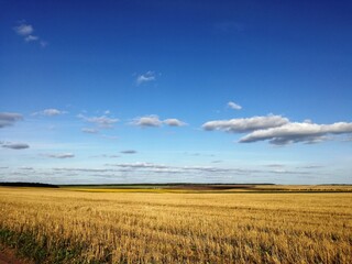 wheat field and blue sky