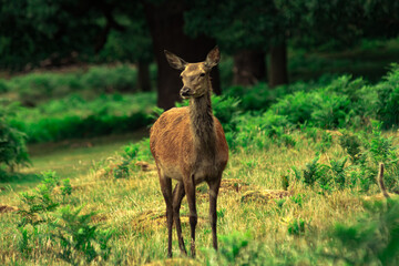 doe deer in the woods