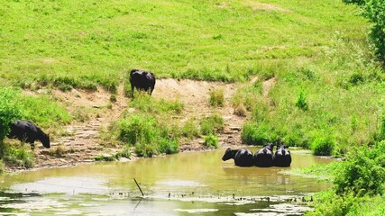 Poster - Cows cooling themselves in water on a farm in Central Kentucky