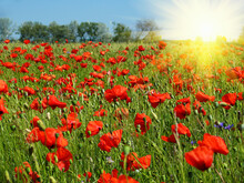 Blooming Red Poppies Field. Artificial Bright Sun Flare
