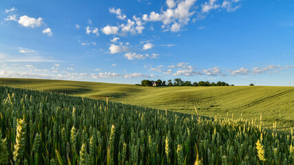 Wall Mural - Summer rural scenery with green wheat fields and hills at sunset. Selective focus. 