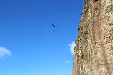 Wall Mural - helicopter