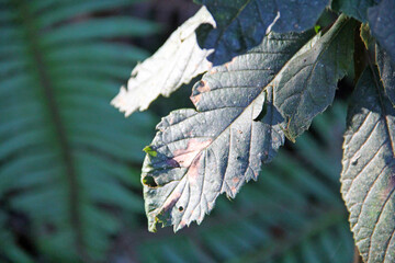 Canvas Print - leaf