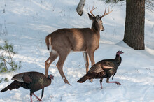 Whitetailed Deer In The Woods Running From Wild Turkeys