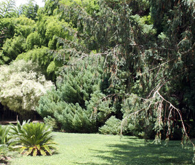 Wall Mural - Jardins du sud