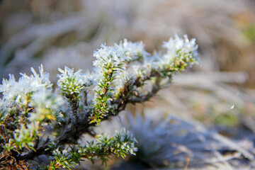 Sticker - Snowy plants
