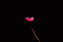 Beautiful Flower Isolated On Black Background