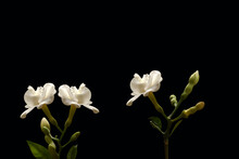 Common Jasmine, White Flower Isolated On Black Background