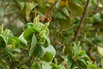 beautiful green plant with fresh leaves