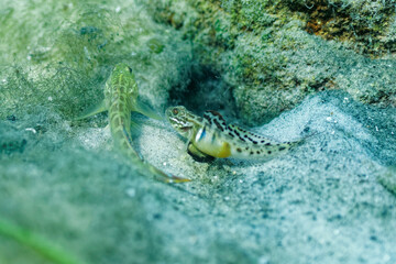 Wall Mural - A spawning pair of colorful Goby fish (Gobioidei) rest outside their shared burrow in a central Florida spring. The egg-laden female is shown frame right.