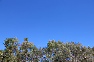 Blue Sky with the beautiful Australian forest showing large gum trees and shrubs