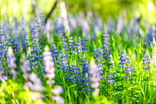 Group Of Blue Lupine Flowers In Forest Meadow In Snowmass Village In Aspen, Colorado Many Colorful Wildflowers With Sunlight And Blurry Background