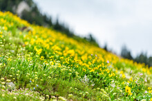 Albion Basin In Alta, Utah Summer With Many Yellow Wildflowers Flowers In Wasatch Mountains On Meadow Hill Slope With Trees In Blurry Background