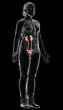 © pixdesign123 - 3d rendered, medically accurate illustration of female   kidneys