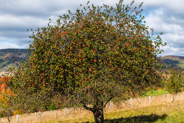 autumn apple tree large plant in orchard with many red fruit hanging at farm landscape in blue grass