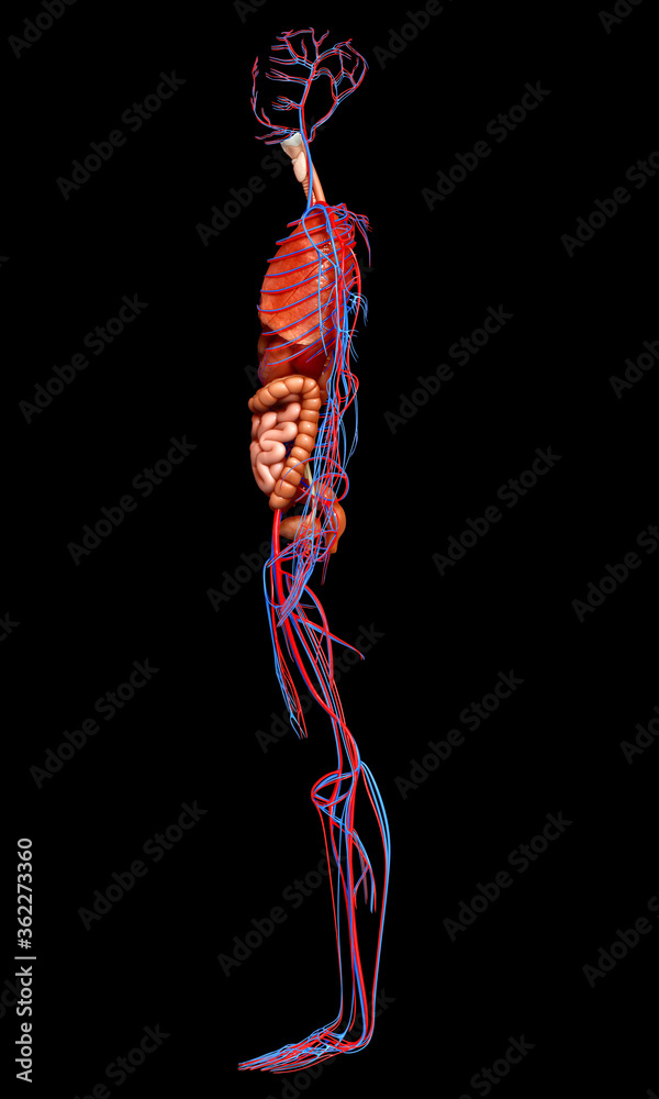 Ilustración de Stock 3d rendered medically accurate illustration of the ...
