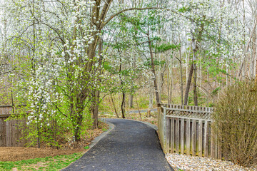 virginia spring cherry trees view in fairfax county northern va on sugarland run stream valley trail