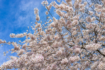 Wall Mural - white pink cherry blossom tree looking up at sky low angle view with flower petals in spring springt