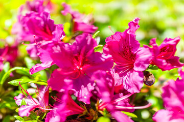 Wall Mural - Macro closeup of pink red rhododendron azalea flowers closeup of texture with vibrant color in garden park in northern Virginia on sunny day