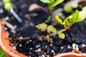 Wall Mural - Closeup of green red small tiny maple tree sprout in orange garden container surface with soil macro showing detail and texture in spring