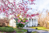 Fototapeta Na ścianę - Pink cherry blossom sakura tree flowers on branches in foreground in spring in northern Virginia with bokeh blurry background of house in neighborhood