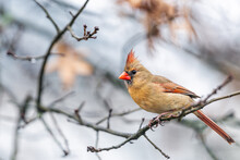 Single Female Red Northern Cardinal, Cardinalis, Bird Sitting Perched On Bare Tree Branch During Winter In Virginia With Crest