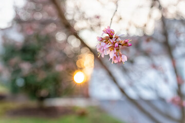 Wall Mural - Hanging pink cherry blossom sakura tree flower cluster with sunburst through branch in spring in northern Virginia residential neighborhood house in bokeh blurry background