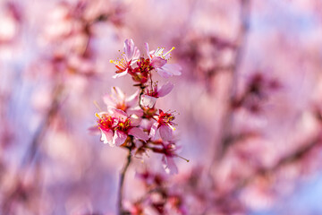 Wall Mural - Pink cherry blossom sakura tree flower cluster macro closeup on branch in spring in northern Virginia with bokeh blurry background