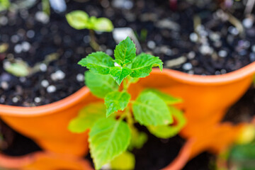 Wall Mural - Closeup macro of African blue spice basil variety cultivar growing in orange garden vertical container pocket with soil in spring or summer