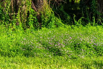 Wall Mural - pink vetch or clover wild wildflowers flowers in summer meadow in sunlight on sunny day in virginia,