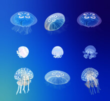 Jellyfish (moon Jelly, Cannonball Jellyfish, Blue Jellyfish, Papuan Jelly)