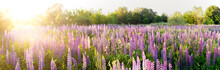 A Large Field Of Pink And Purple Lupine Flowers (Lupinus) In The Forest At Sunset. The Setting Sun Over A Blooming Meadow. Natural Floral Background