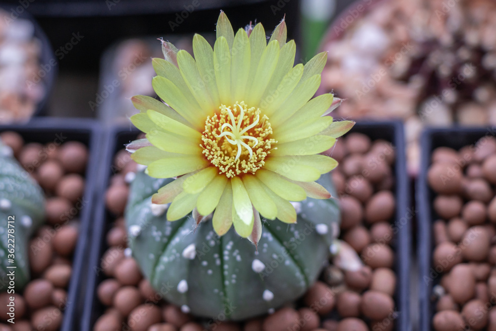 Close up Astrophytum asterias cactus.Common names include sand dollar cactus,  sea urchin cactus, star cactus and star peyote. Stock Photo | Adobe Stock