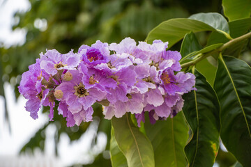 Wall Mural - Selective focus Lagerstroemia Speciosa flower are blooming in a garden. Beautiful sweet purple flower.Common name know Giant crepe-myrtle flower,Queen's crepe-myrtle,pride of India.