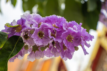 Wall Mural - Selective focus Lagerstroemia Speciosa flower are blooming in a garden. Beautiful sweet purple flower.Common name know Giant crepe-myrtle flower,Queen's crepe-myrtle,pride of India.