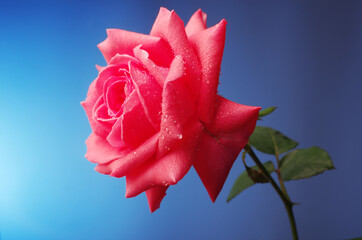 Wall Mural - Pink rose on a blue background.